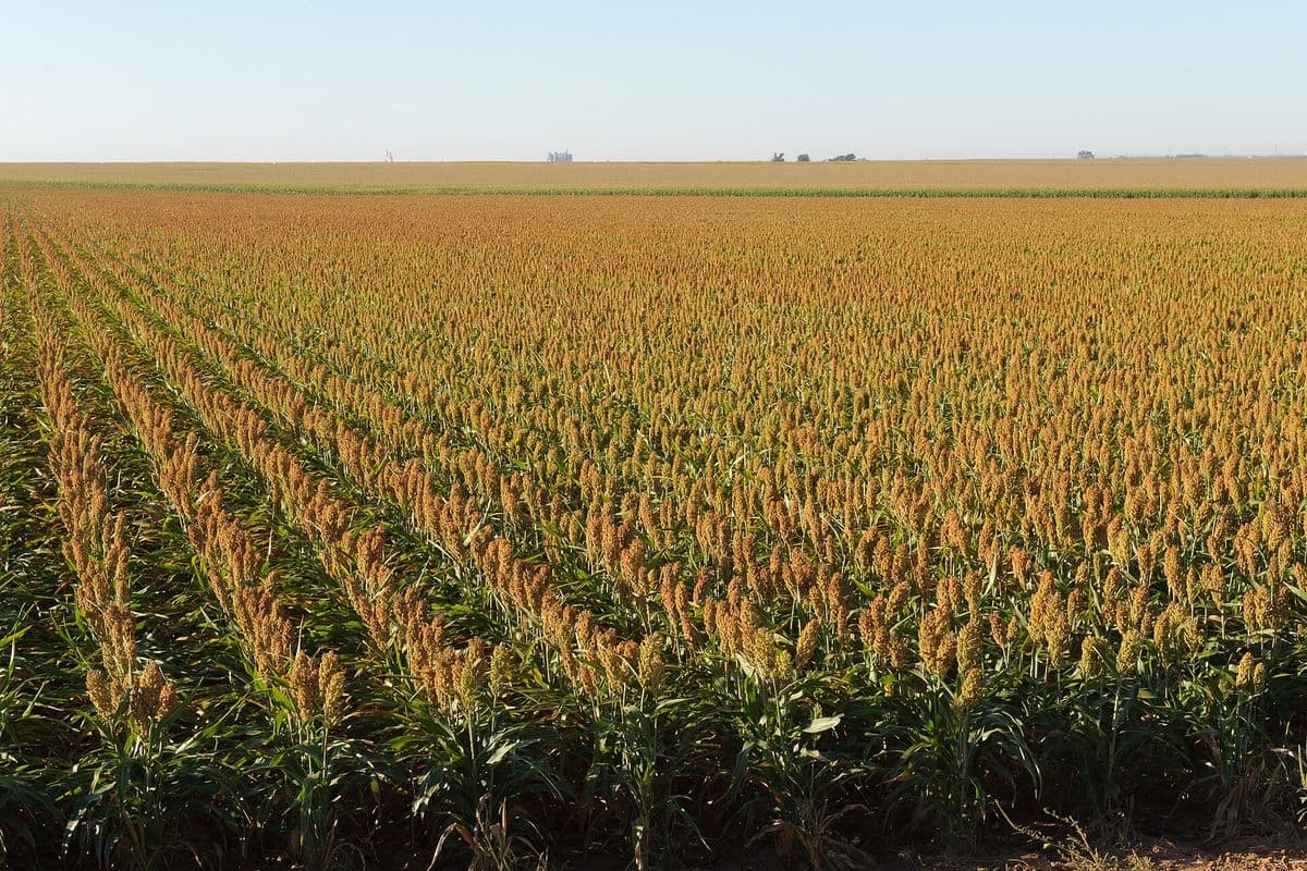 Lavoura extensa de sorgo granífero com panículas avermelhadas em fileiras, sob céu limpo, com silos ao fundo no horizonte