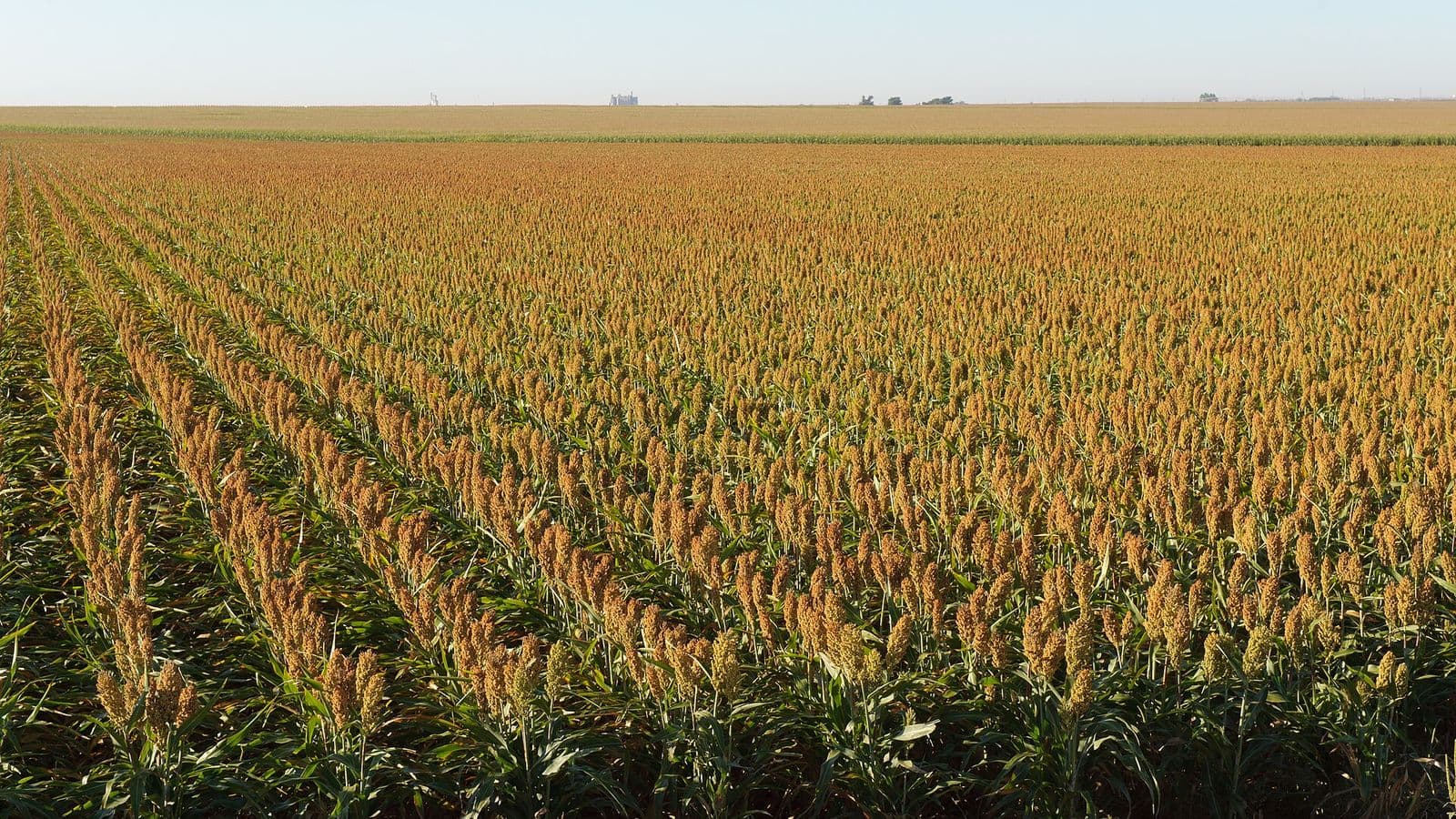 Lavoura extensa de sorgo granífero com panículas avermelhadas em fileiras, sob céu limpo, com silos ao fundo no horizonte