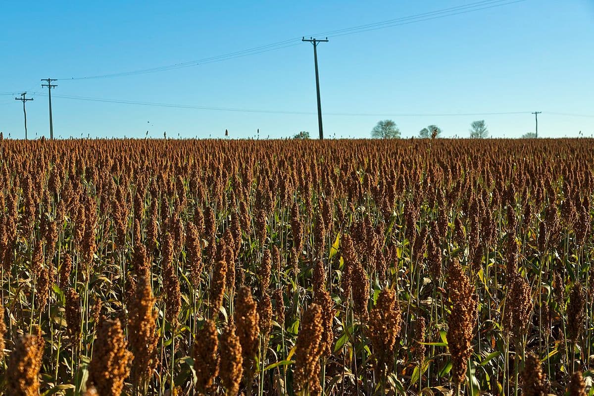 Lavoura de sorgo com panículas marrons maduras em primeiro plano, postes de energia e céu azul ao fundo