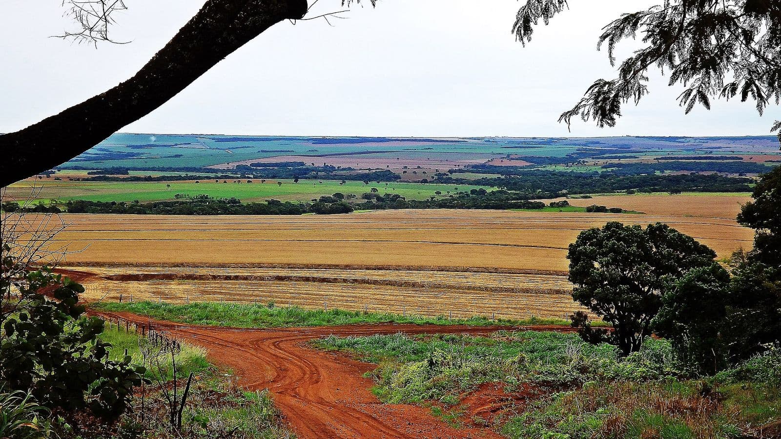 Estrada de terra vermelha leva a uma lavoura colhida, com talhões verdes e faixas de mata ao fundo, emoldurada por galhos de árvore