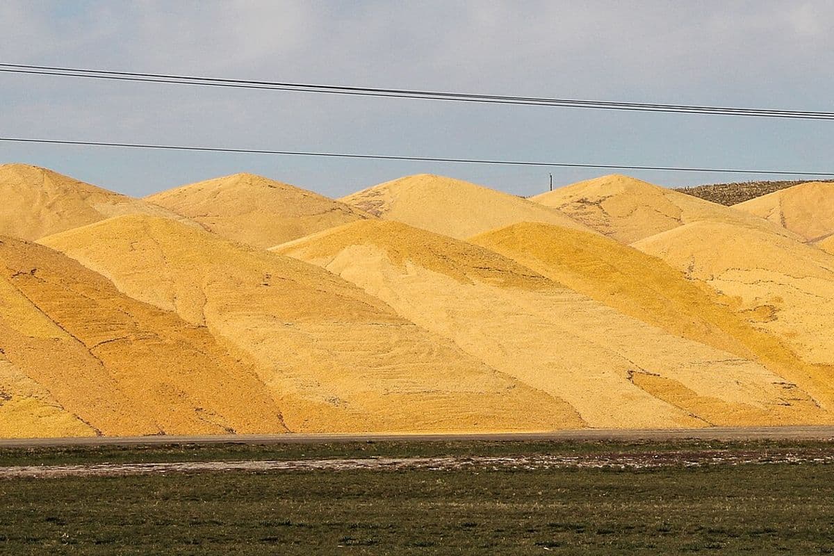 Fileira de grandes montes de milho amarelo a céu aberto, com um gramado verde à frente, fios elétricos e um silo ao fundo.