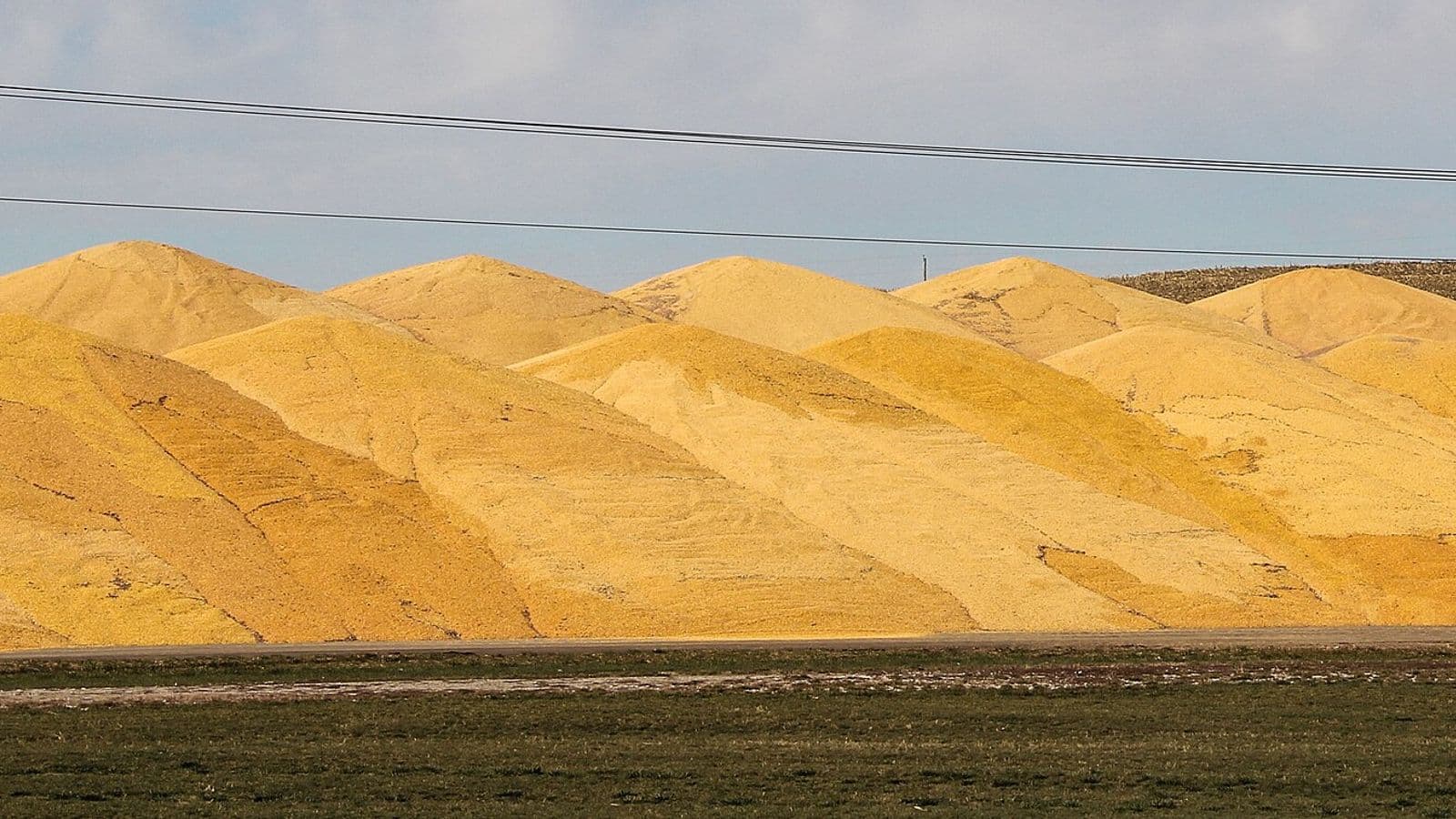 Fileira de grandes montes de milho amarelo a céu aberto, com um gramado verde à frente, fios elétricos e um silo ao fundo.