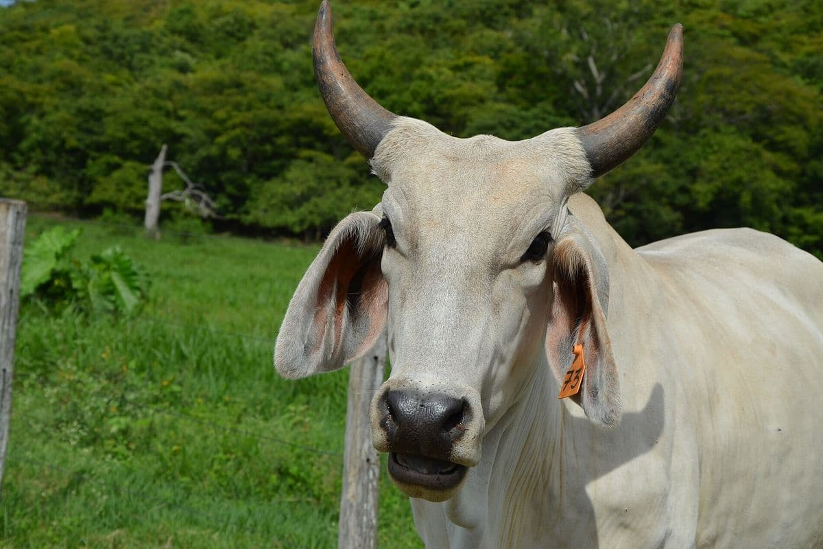 Vaca branca da raça Nelore, de chifres e orelhas grandes, com brinco amarelo de identificação na orelha, junto a uma cerca de arame em pasto verde, com mata ao fundo.
