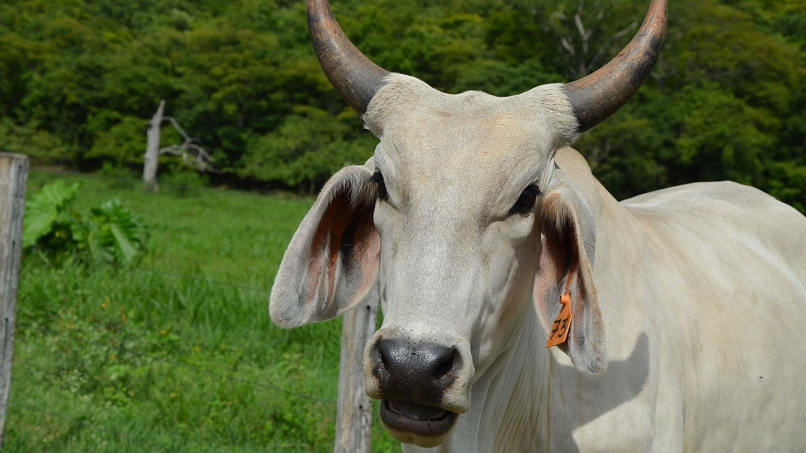 Vaca branca da raça Nelore, de chifres e orelhas grandes, com brinco amarelo de identificação na orelha, junto a uma cerca de arame em pasto verde, com mata ao fundo.