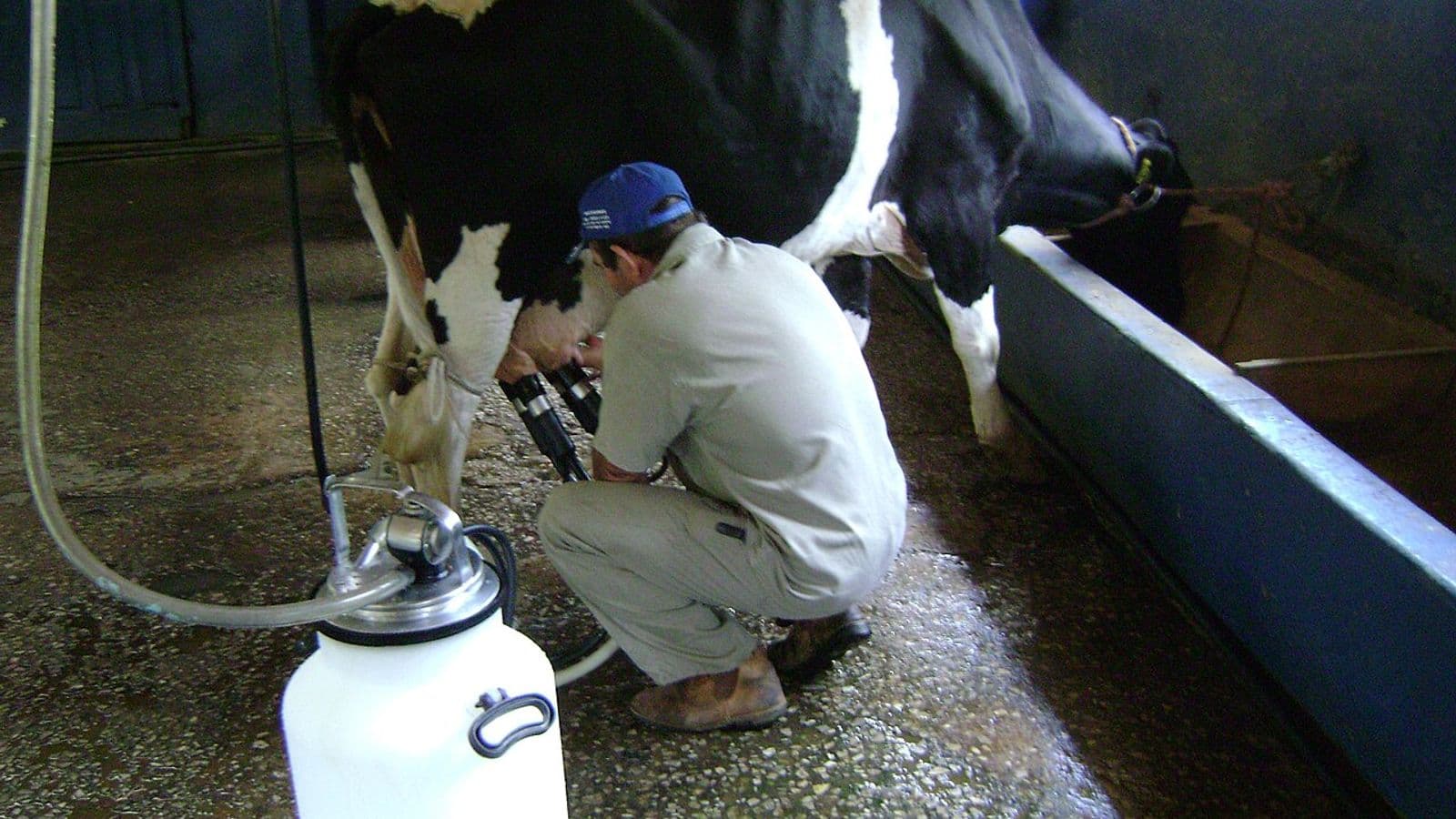 Trabalhador de boné azul agachado ao lado de uma vaca holandesa, encaixando as teteiras da ordenhadeira mecânica, com um latão branco em primeiro plano
