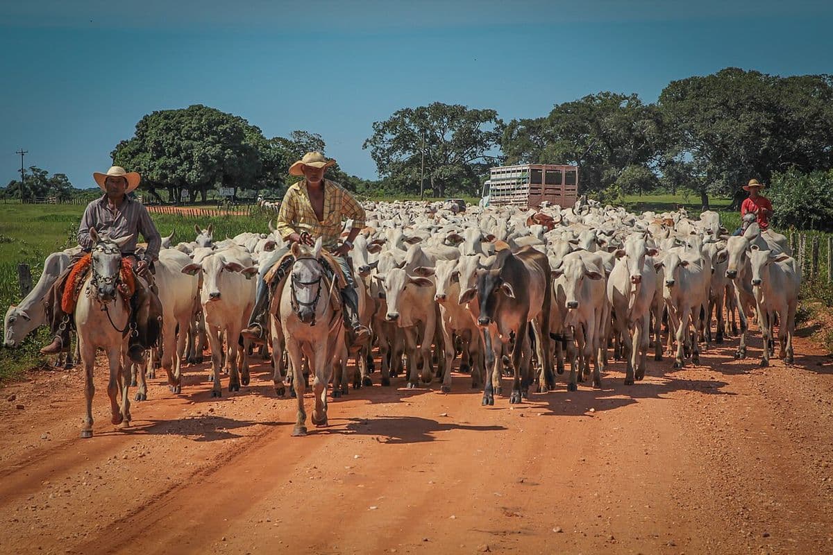 Dois peões a cavalo, de chapéu, conduzem uma grande boiada de nelore branco por estrada de terra vermelha, com um caminhão boiadeiro e árvores ao fundo