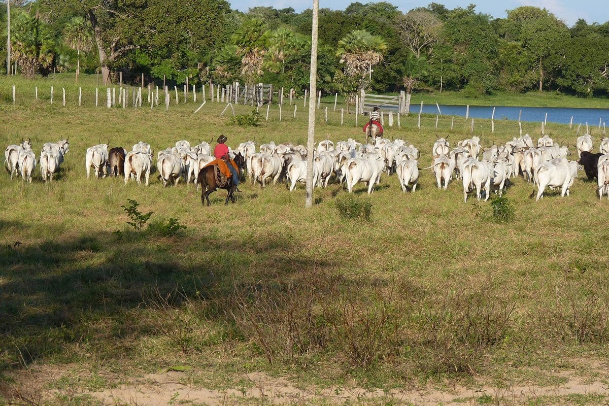 Peão a cavalo, de camisa vermelha, conduz uma boiada de gado branco por pasto verde, com cerca, uma lagoa e mata com palmeiras ao fundo.