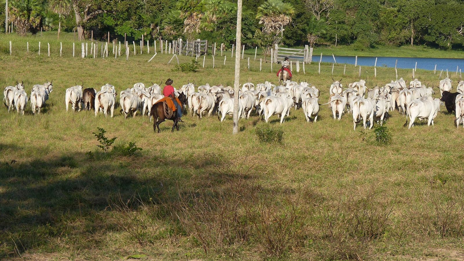 Peão a cavalo, de camisa vermelha, conduz uma boiada de gado branco por pasto verde, com cerca, uma lagoa e mata com palmeiras ao fundo.