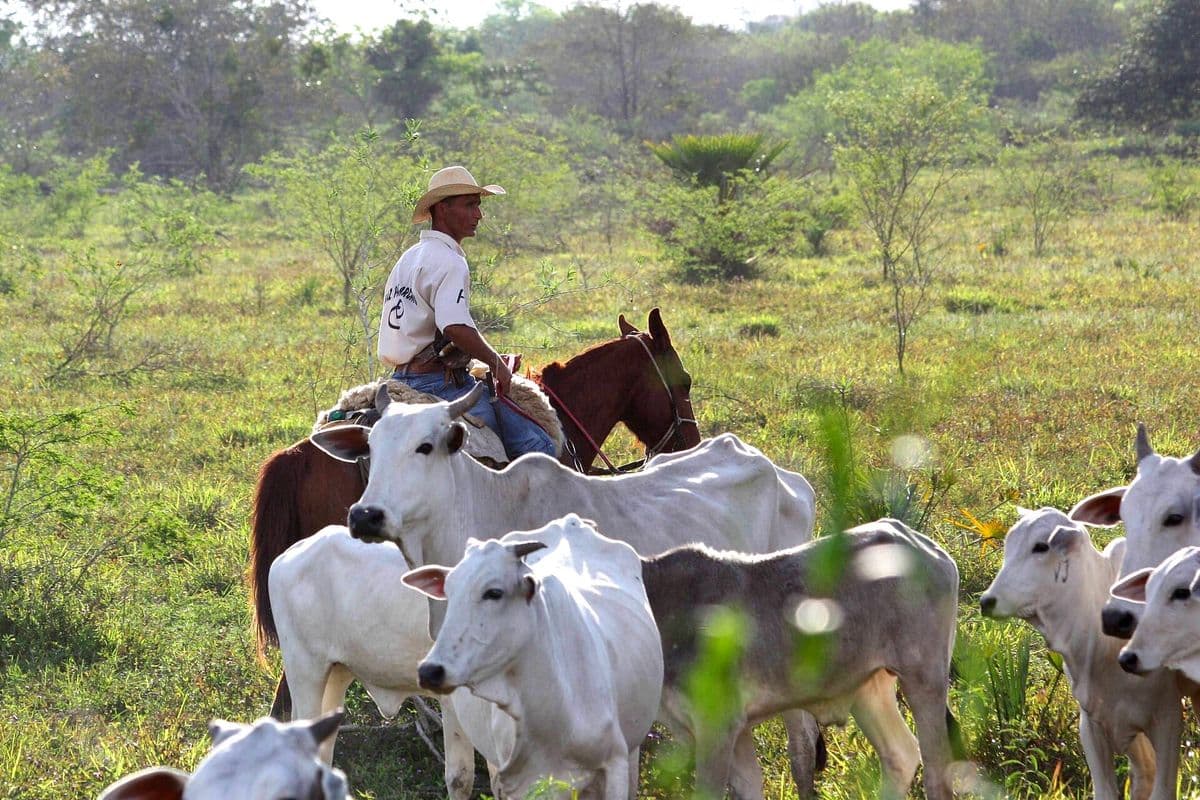Peão de chapéu de palha, montado a cavalo, conduz bois e bezerros brancos de raça zebuína em um pasto verde com arbustos