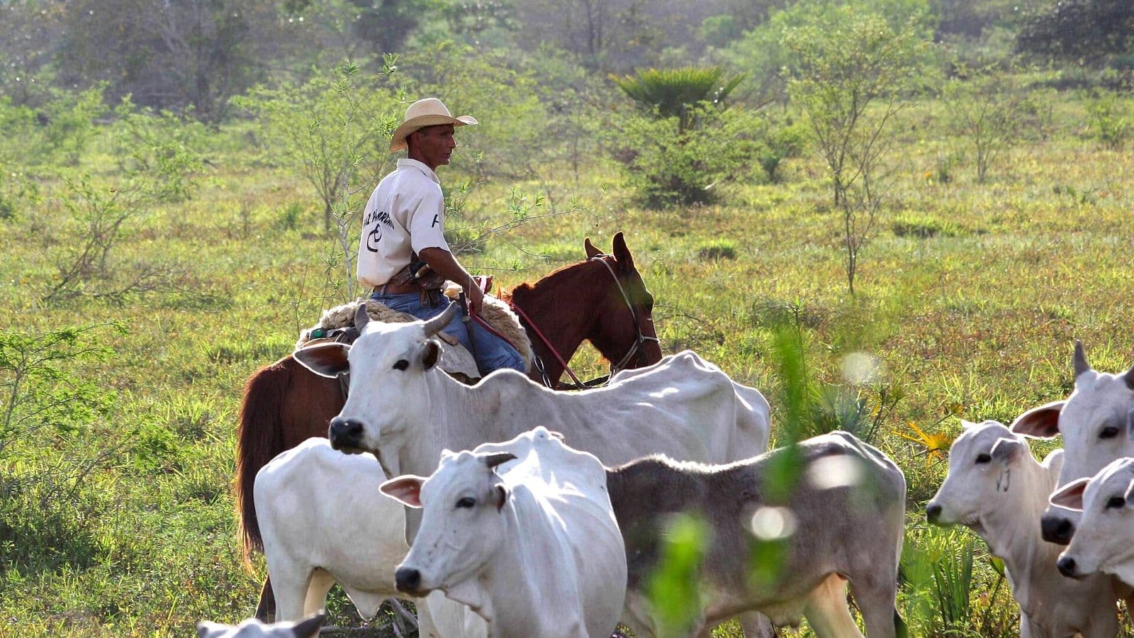 Peão de chapéu de palha, montado a cavalo, conduz bois e bezerros brancos de raça zebuína em um pasto verde com arbustos
