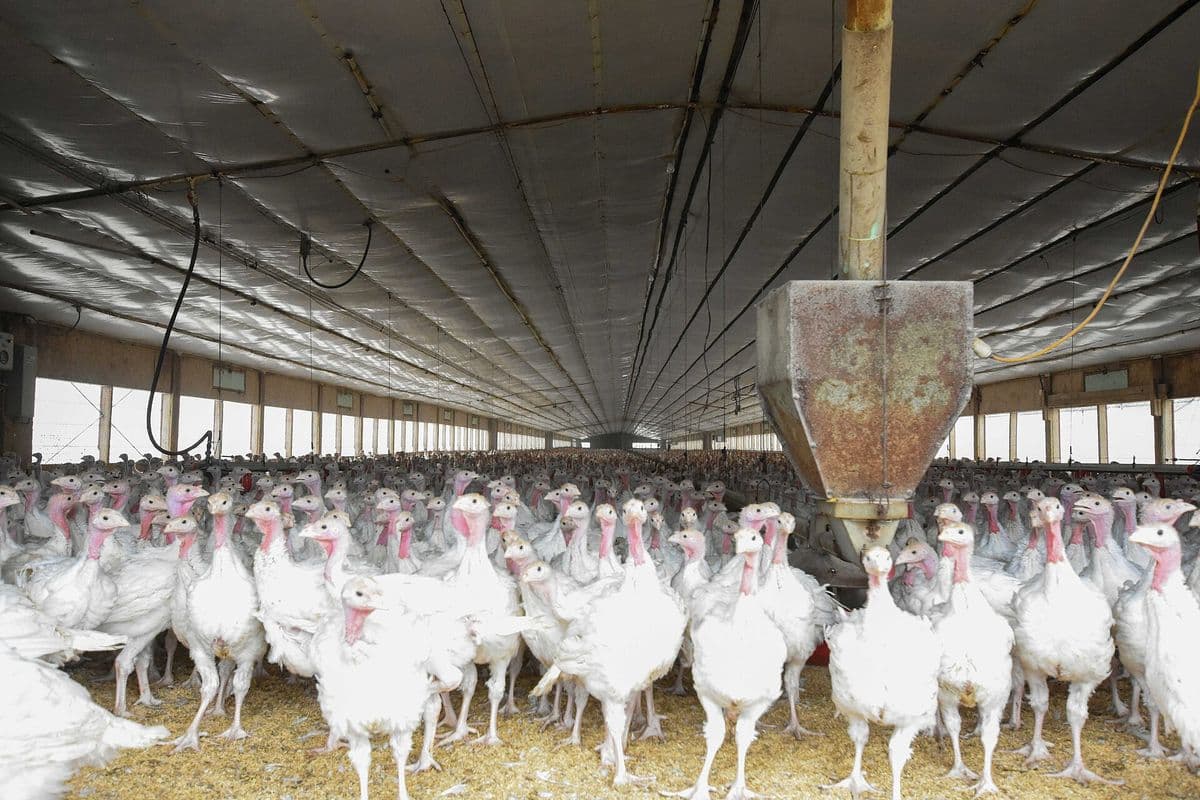 Centenas de perus brancos de pé sobre cama de maravalha dentro de um galpão comprido, com comedouro metálico pendurado no teto e cortinas laterais.