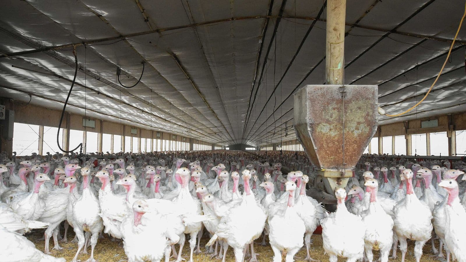 Centenas de perus brancos de pé sobre cama de maravalha dentro de um galpão comprido, com comedouro metálico pendurado no teto e cortinas laterais.