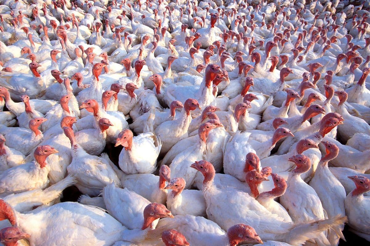 Centenas de perus brancos de cabeça vermelha aglomerados em um galpão de criação, vistos de perto.