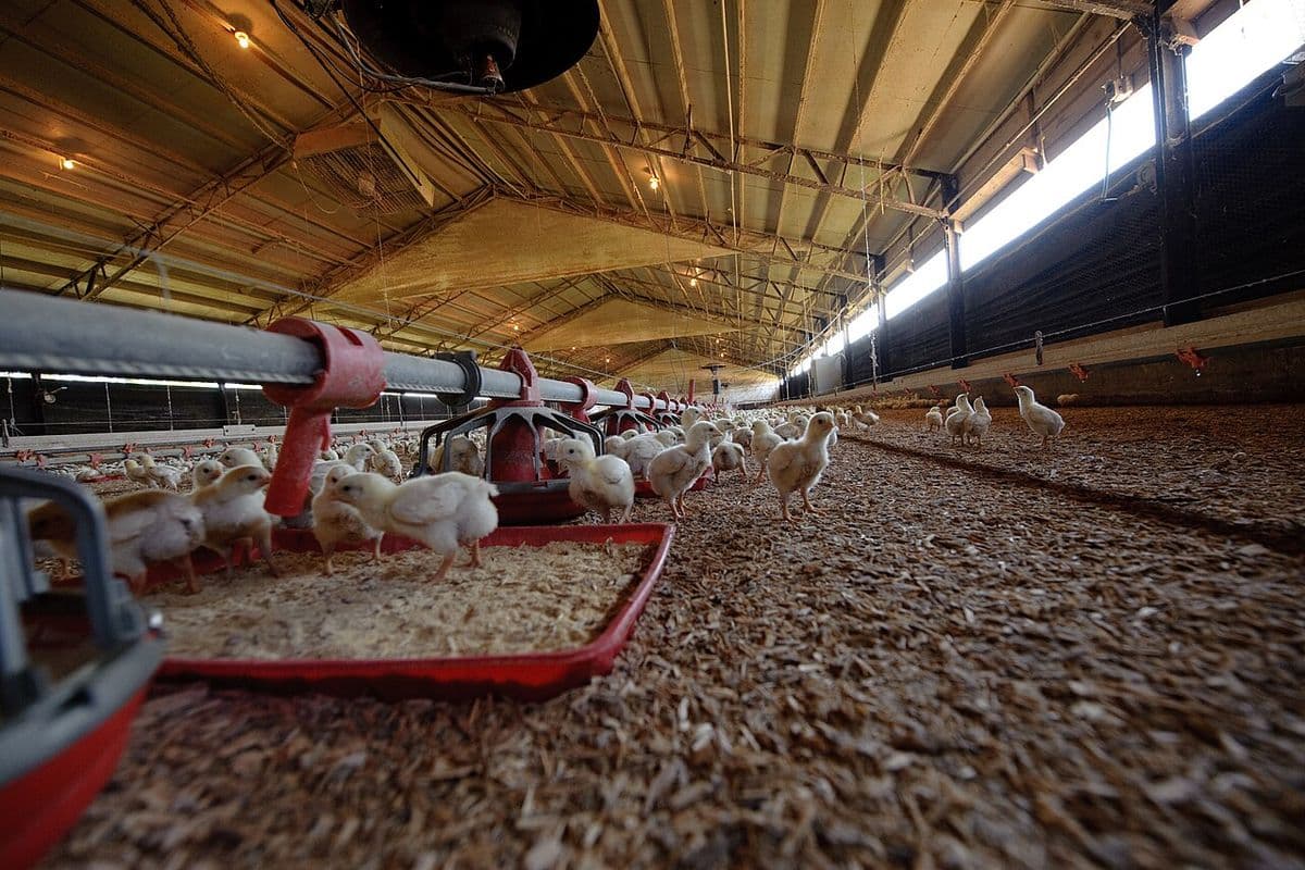 Pintinhos brancos de frango de corte sobre cama de maravalha, entre comedouros vermelhos, em um galpão longo de criação