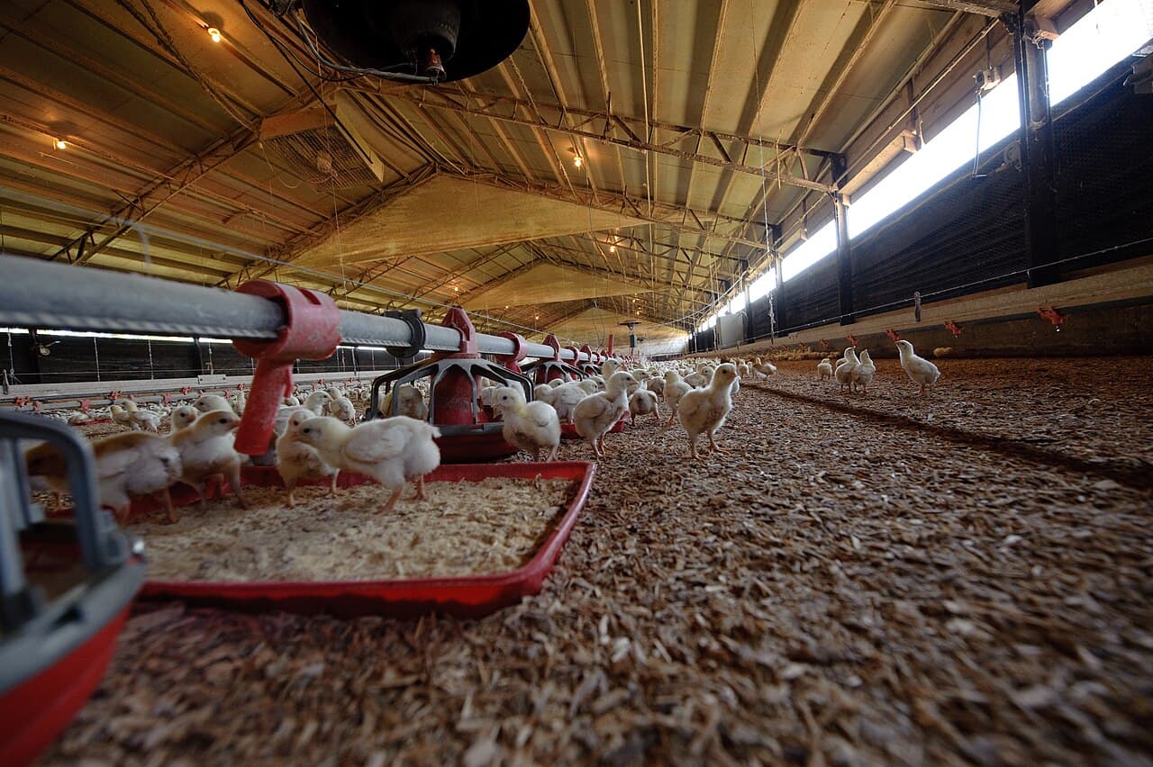 Pintinhos brancos de frango de corte sobre cama de maravalha, entre comedouros vermelhos, em um galpão longo de criação