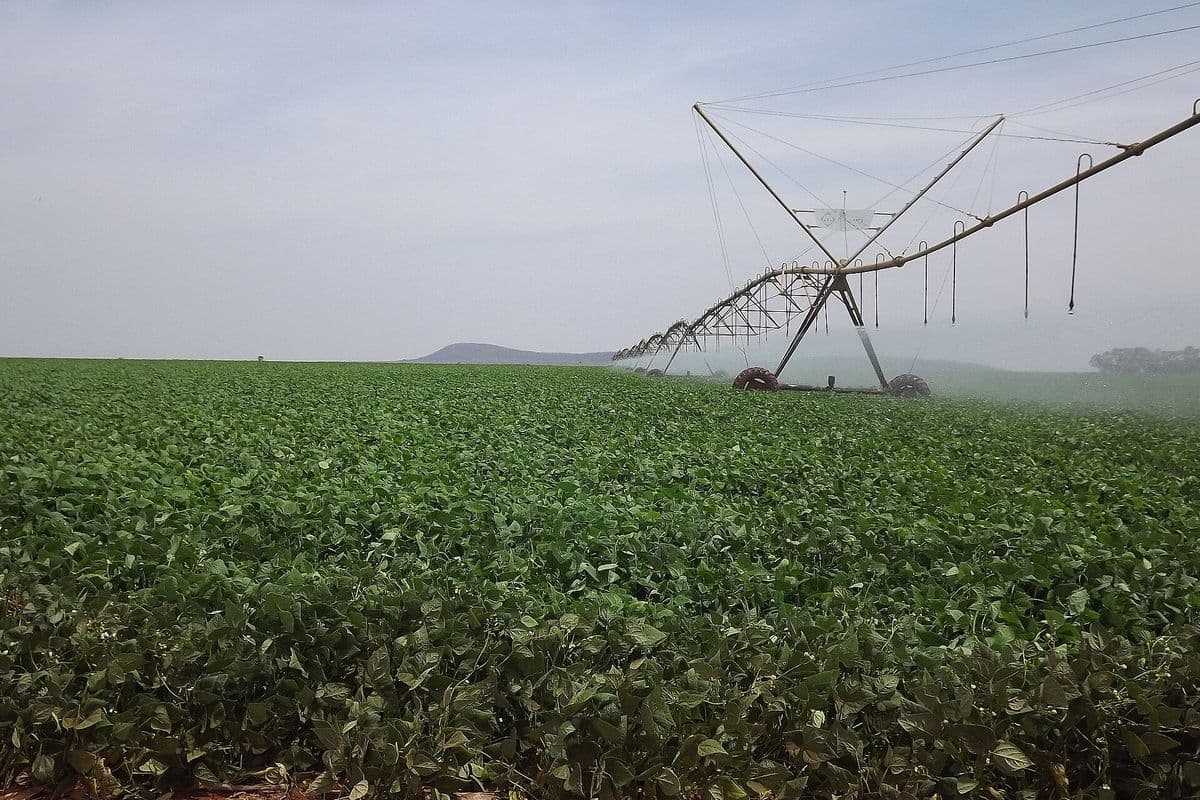 Pivô central em funcionamento sobre lavoura verde de feijão, com solo vermelho em primeiro plano e serra ao fundo