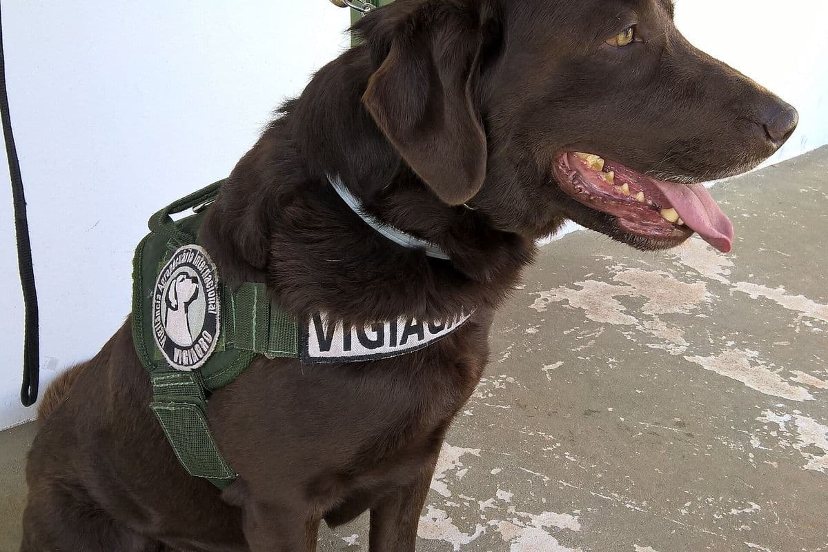 Cão labrador marrom com colete do Vigiagro
