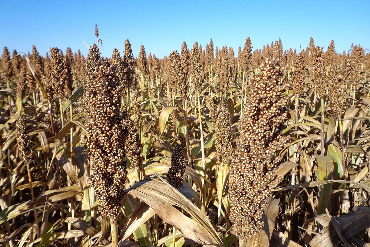 Lavoura de sorgo madura, com panículas de grãos marrons em primeiro plano, sob céu azul