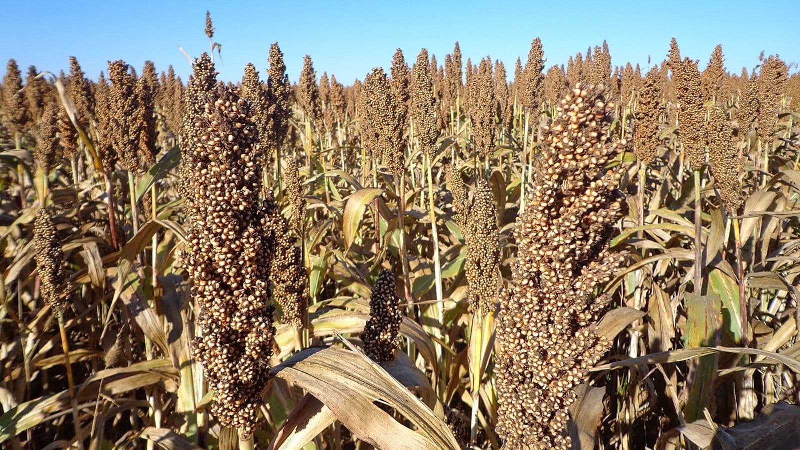 Lavoura de sorgo madura, com panículas de grãos marrons em primeiro plano, sob céu azul