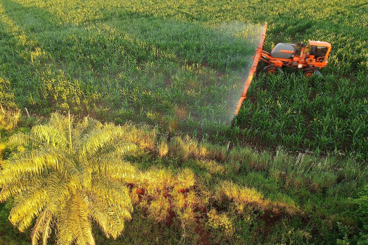 Vista aérea de pulverizador autopropelido laranja com a barra aberta lançando névoa sobre lavoura de milho verde; em primeiro plano, uma palmeira e vegetação iluminadas pelo sol baixo.