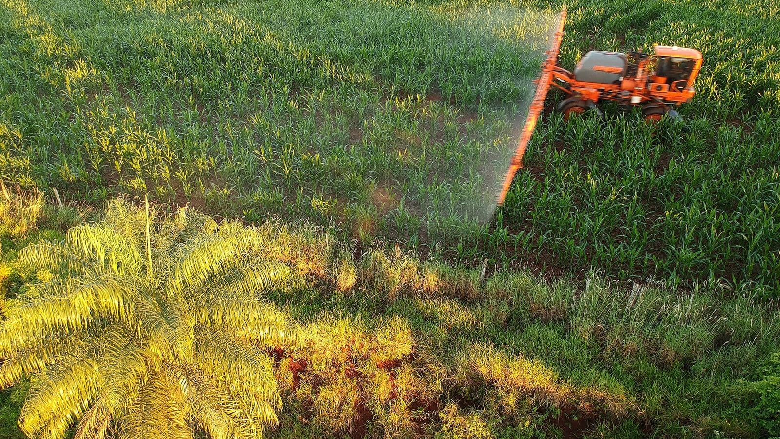 Vista aérea de pulverizador autopropelido laranja com a barra aberta lançando névoa sobre lavoura de milho verde; em primeiro plano, uma palmeira e vegetação iluminadas pelo sol baixo.