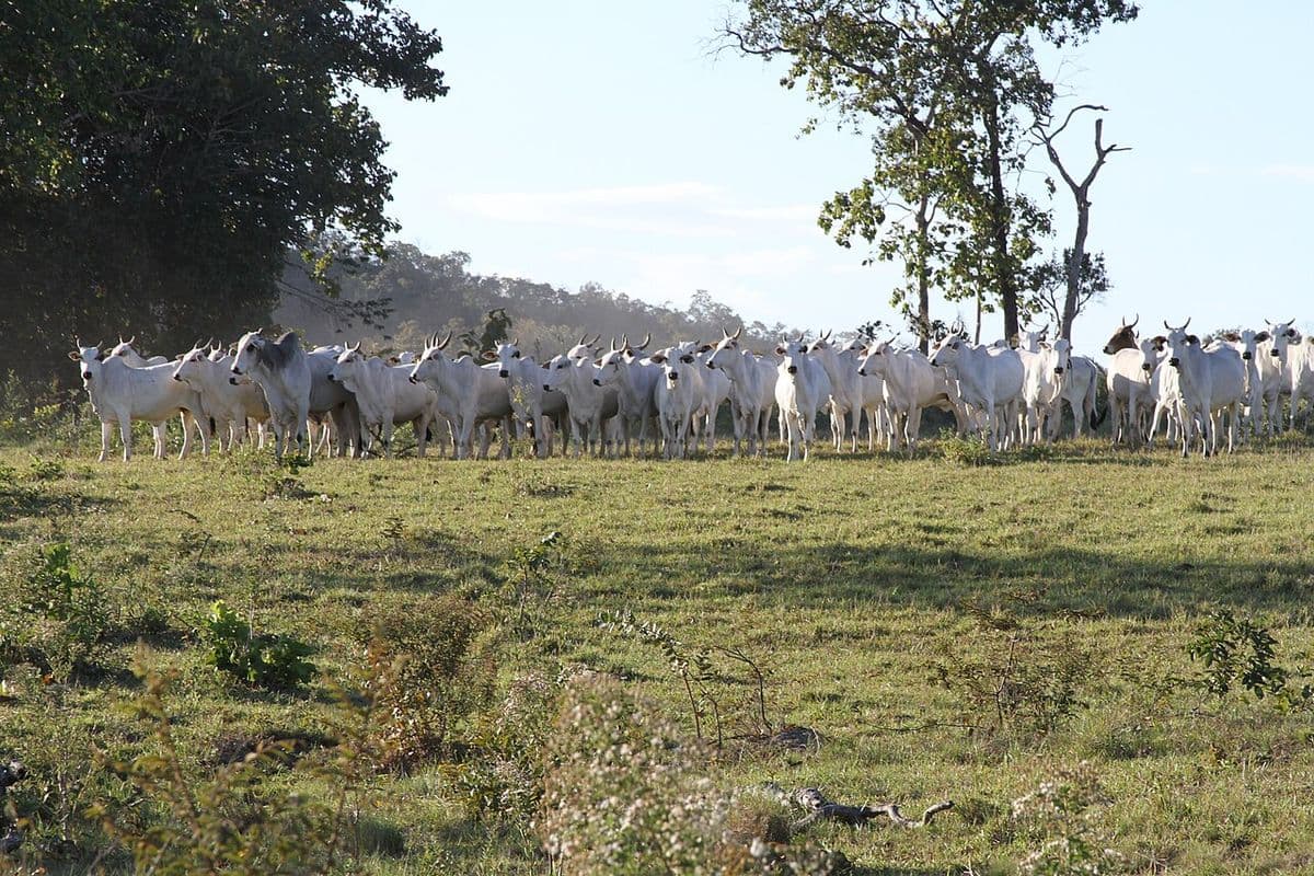 Rebanho de bois e vacas Nelore brancos, lado a lado em uma pastagem com árvores ao fundo, sob a luz do fim da tarde