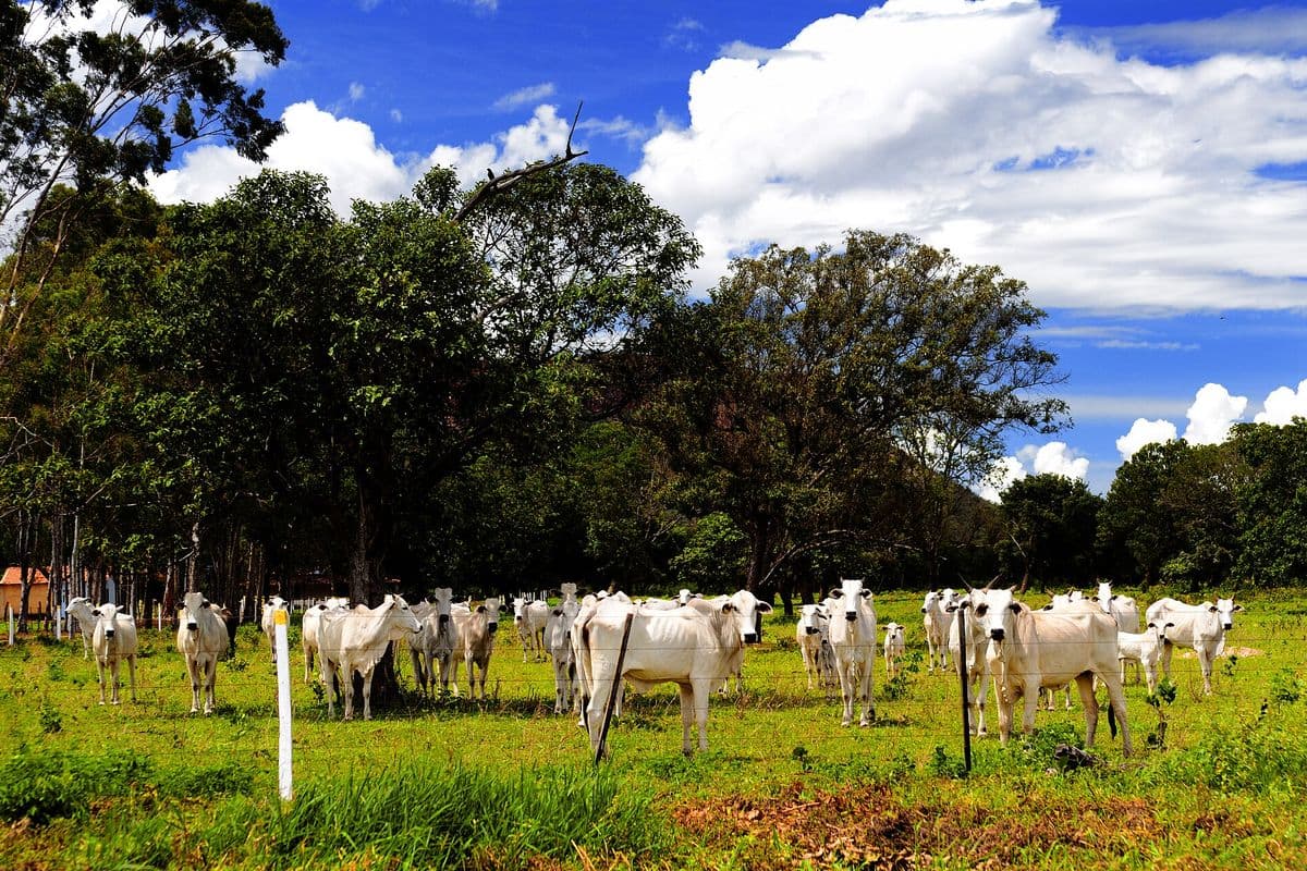 Rebanho de vacas e novilhas brancas da raça Nelore, com um bezerro entre elas, em pasto verde cercado por arame, com árvores e céu azul com nuvens ao fundo.
