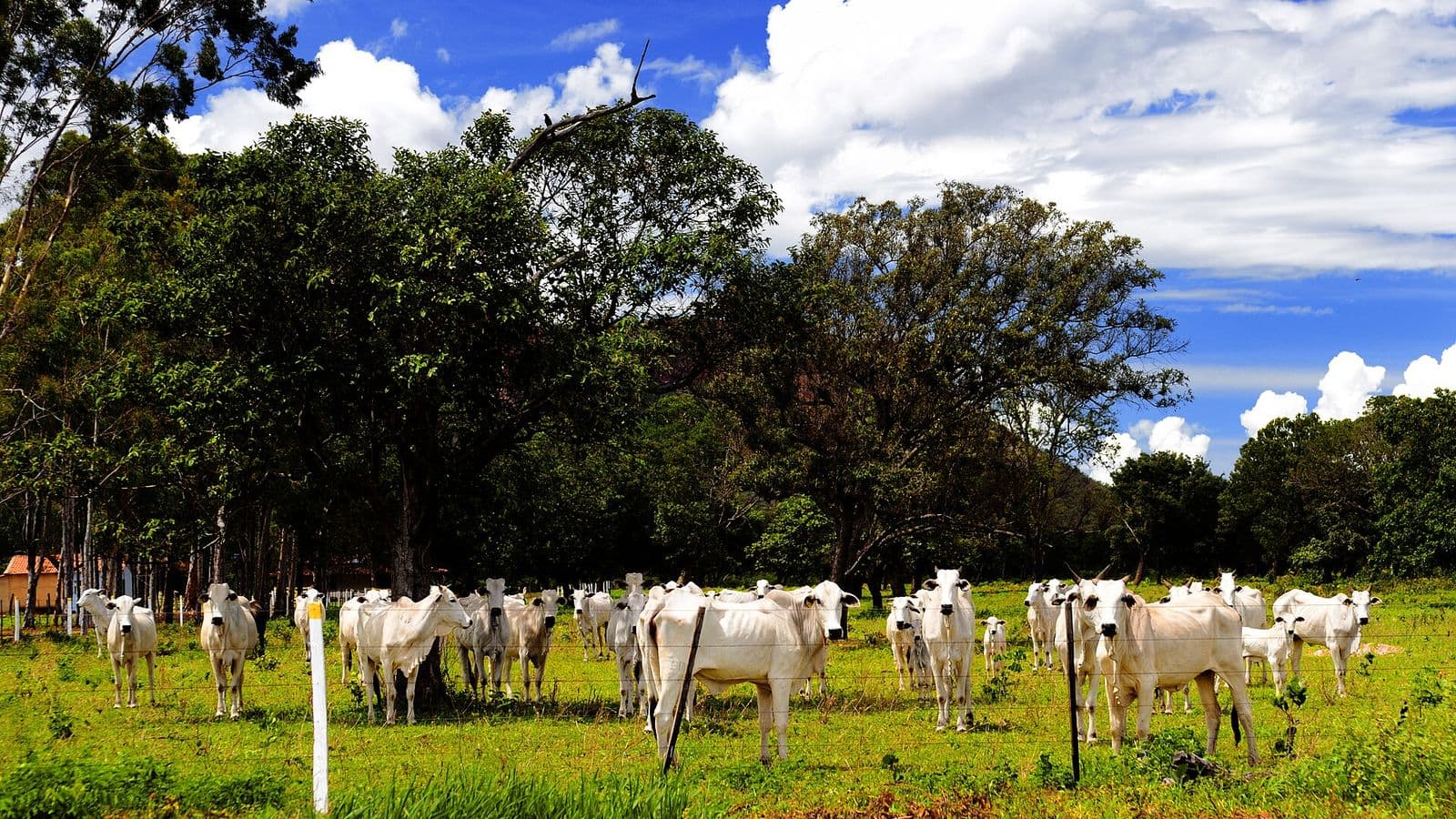 Rebanho de vacas e novilhas brancas da raça Nelore, com um bezerro entre elas, em pasto verde cercado por arame, com árvores e céu azul com nuvens ao fundo.
