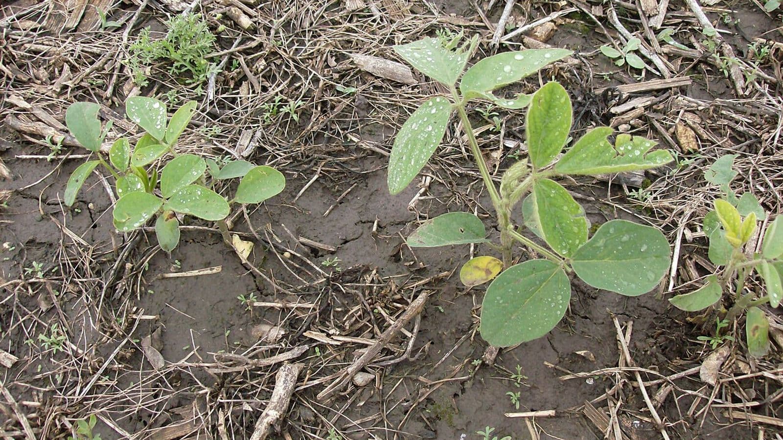 Plantas jovens de soja, com as primeiras folhas trifolioladas, crescendo entre restos de palha sobre solo úmido