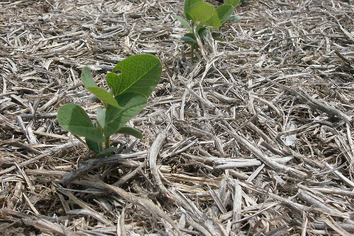 Duas plantas jovens de soja, com as primeiras folhas abertas, nascendo no meio da palha seca da lavoura anterior