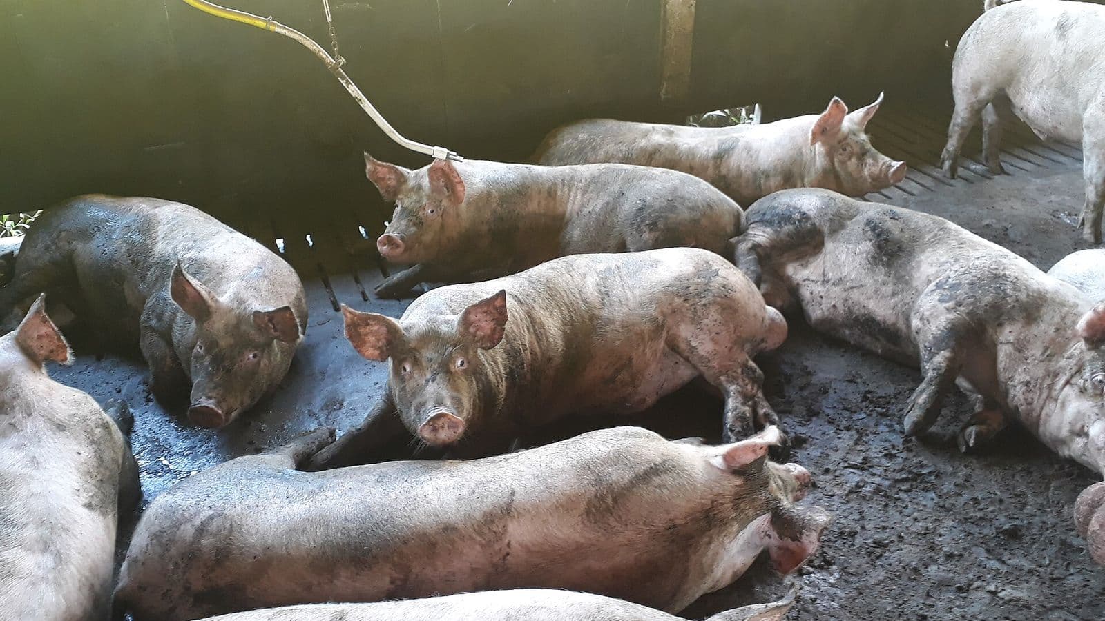 Porcos brancos de engorda, deitados e em pé, em baia coberta de piso de concreto e ripado, com bebedouro preso por mangueira amarela.