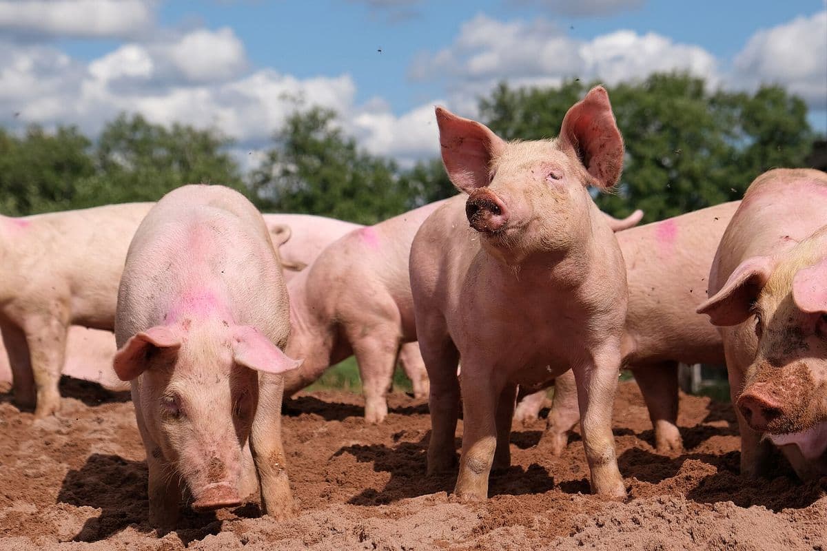Quatro porcos rosados em terreno de terra revolvida, um deles olhando para a câmera, com árvores e céu azul ao fundo