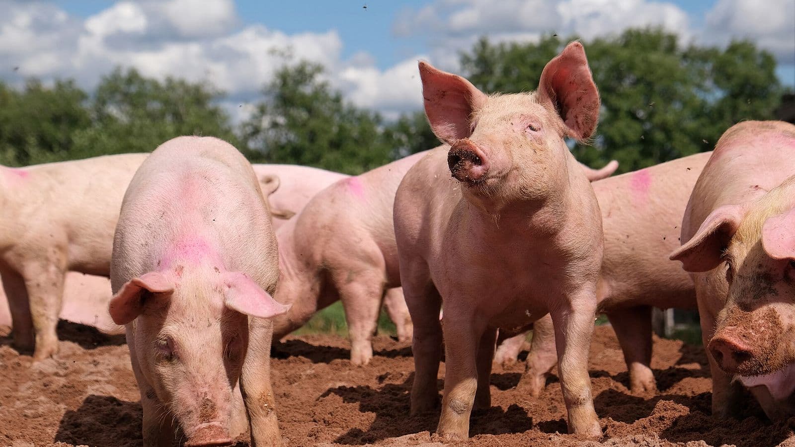 Quatro porcos rosados em terreno de terra revolvida, um deles olhando para a câmera, com árvores e céu azul ao fundo