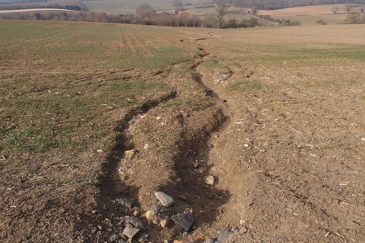 Sulco de erosão sinuoso, com pedras soltas, cortando uma lavoura recém-semeada com plantas ainda pequenas