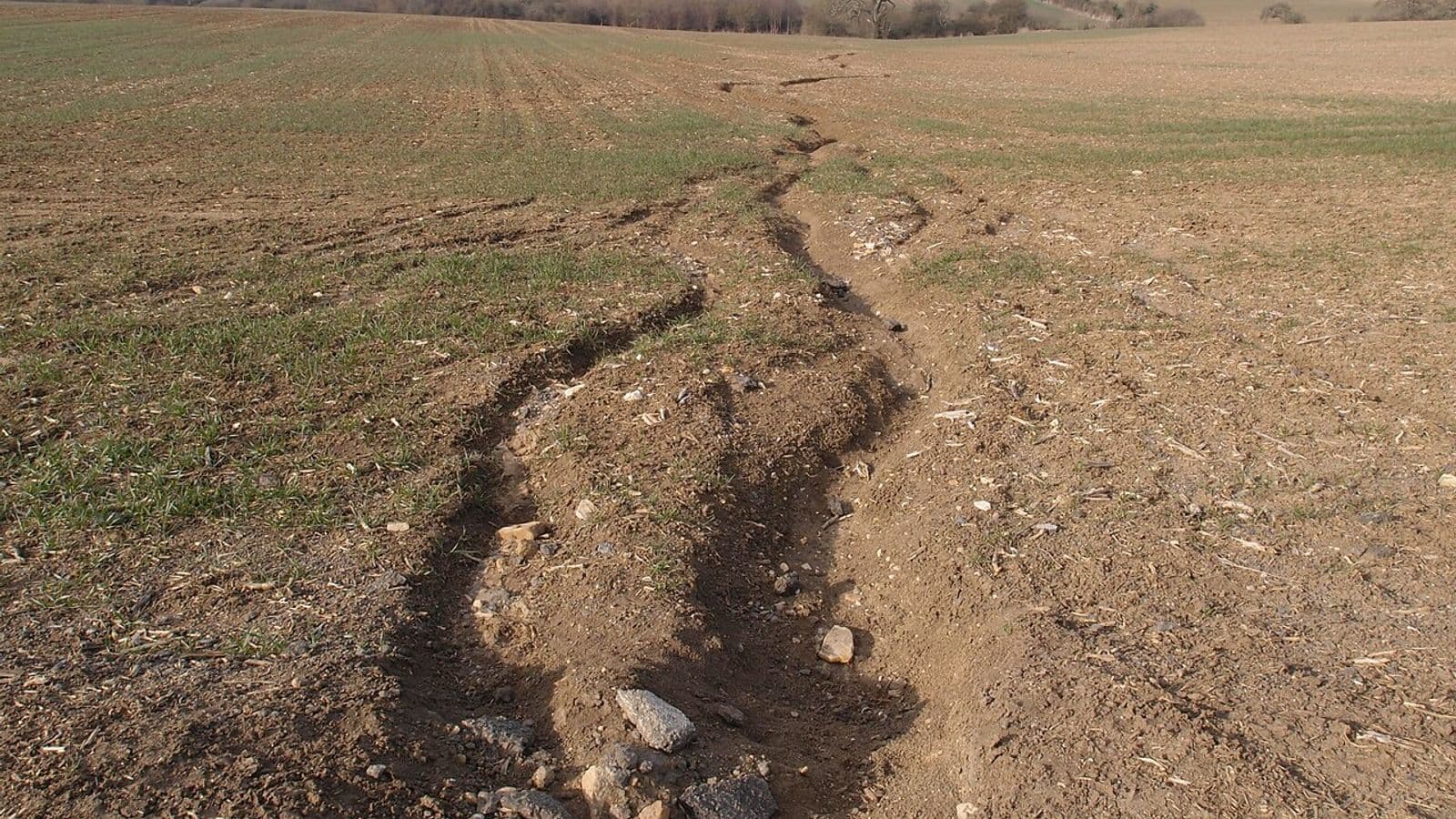 Sulco de erosão sinuoso, com pedras soltas, cortando uma lavoura recém-semeada com plantas ainda pequenas
