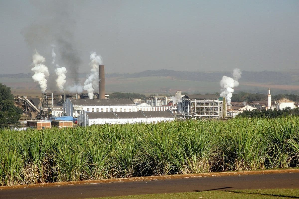Usina de açúcar e etanol com chaminés soltando vapor branco, vista atrás de um canavial verde à beira de uma estrada