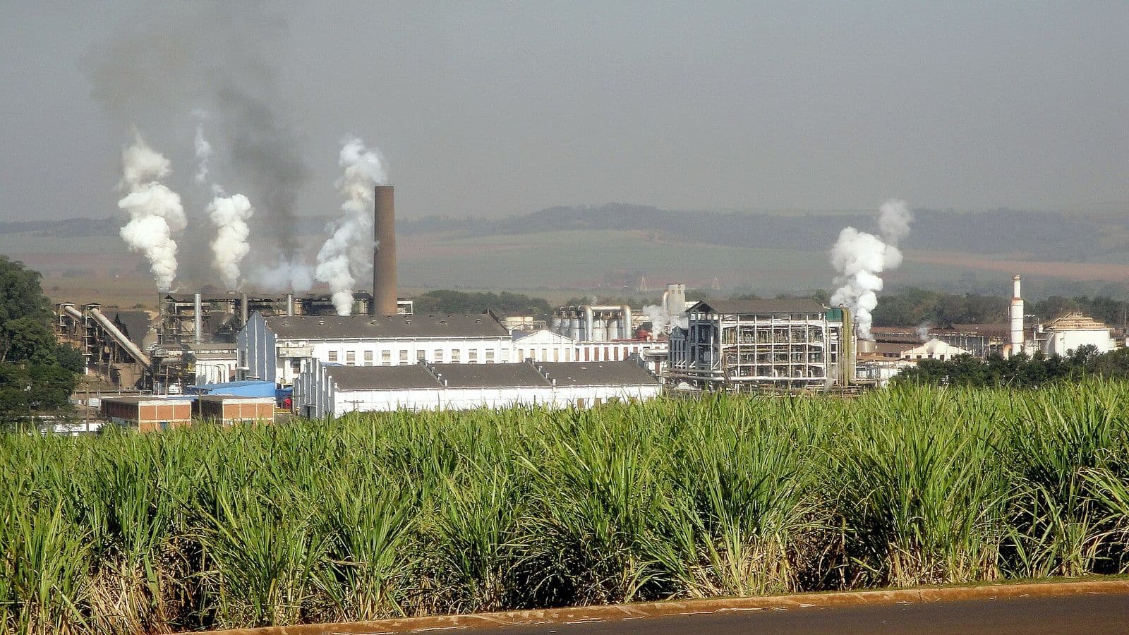 Usina de açúcar e etanol com chaminés soltando vapor branco, vista atrás de um canavial verde à beira de uma estrada