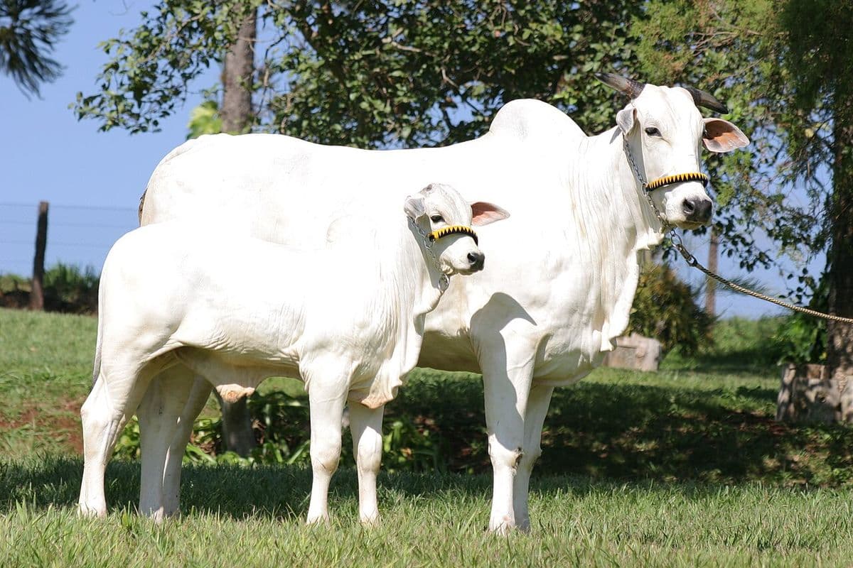 Vaca Nelore branca de cabresto ao lado de um bezerro também branco, em gramado com árvores ao fundo
