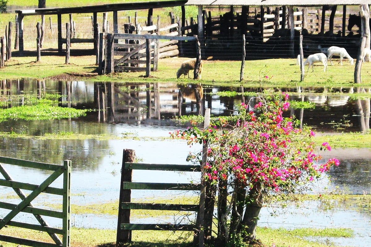 Pasto de fazenda tomado por água rasa, com porteiras e cercas de madeira, um arbusto de flores cor-de-rosa em primeiro plano e, ao fundo, um curral coberto e ovelhas pastando na parte seca