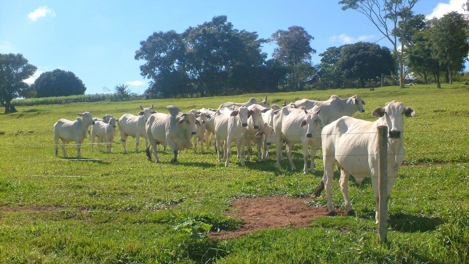 Grupo de bois e vacas da raça nelore, de pelagem branca, em pasto verde atrás de uma cerca de arame, com árvores ao fundo e céu azul.