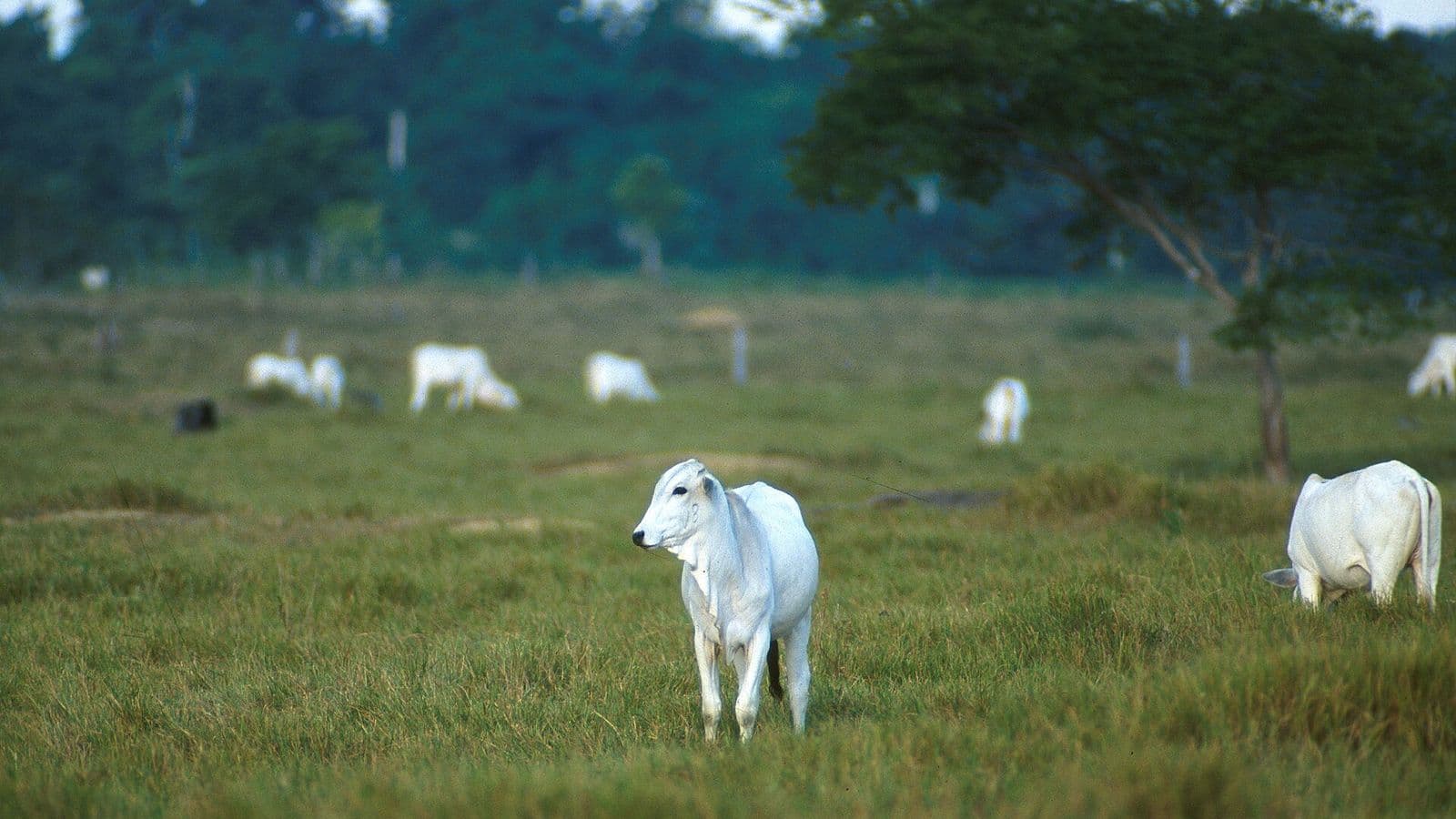Vaca nelore branca em primeiro plano, em pasto verde, com outros animais da mesma raça pastando ao fundo, diante de uma faixa de mata.