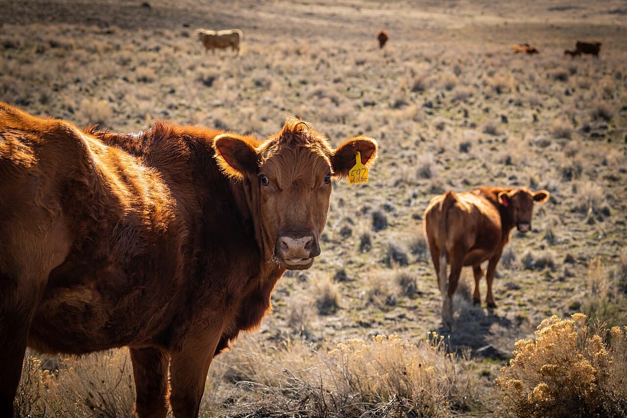 Vaca avermelhada com brinco amarelo na orelha em primeiro plano e outros bovinos ao fundo, em pastagem seca de arbustos