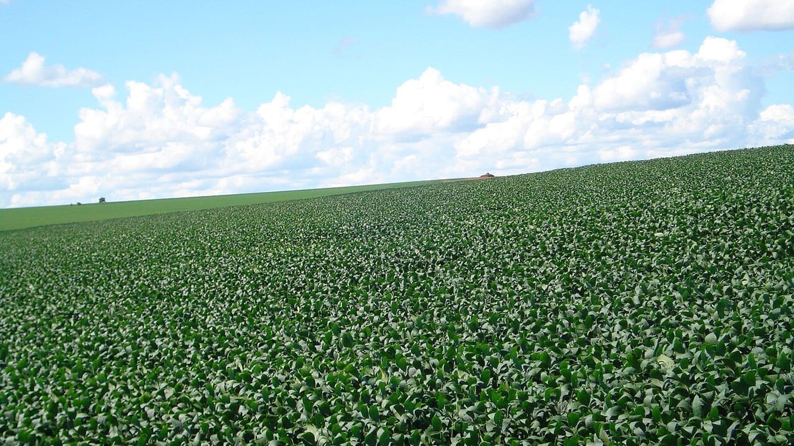Lavoura de soja verde e fechada cobre uma encosta suave até o horizonte, sob céu azul com nuvens brancas