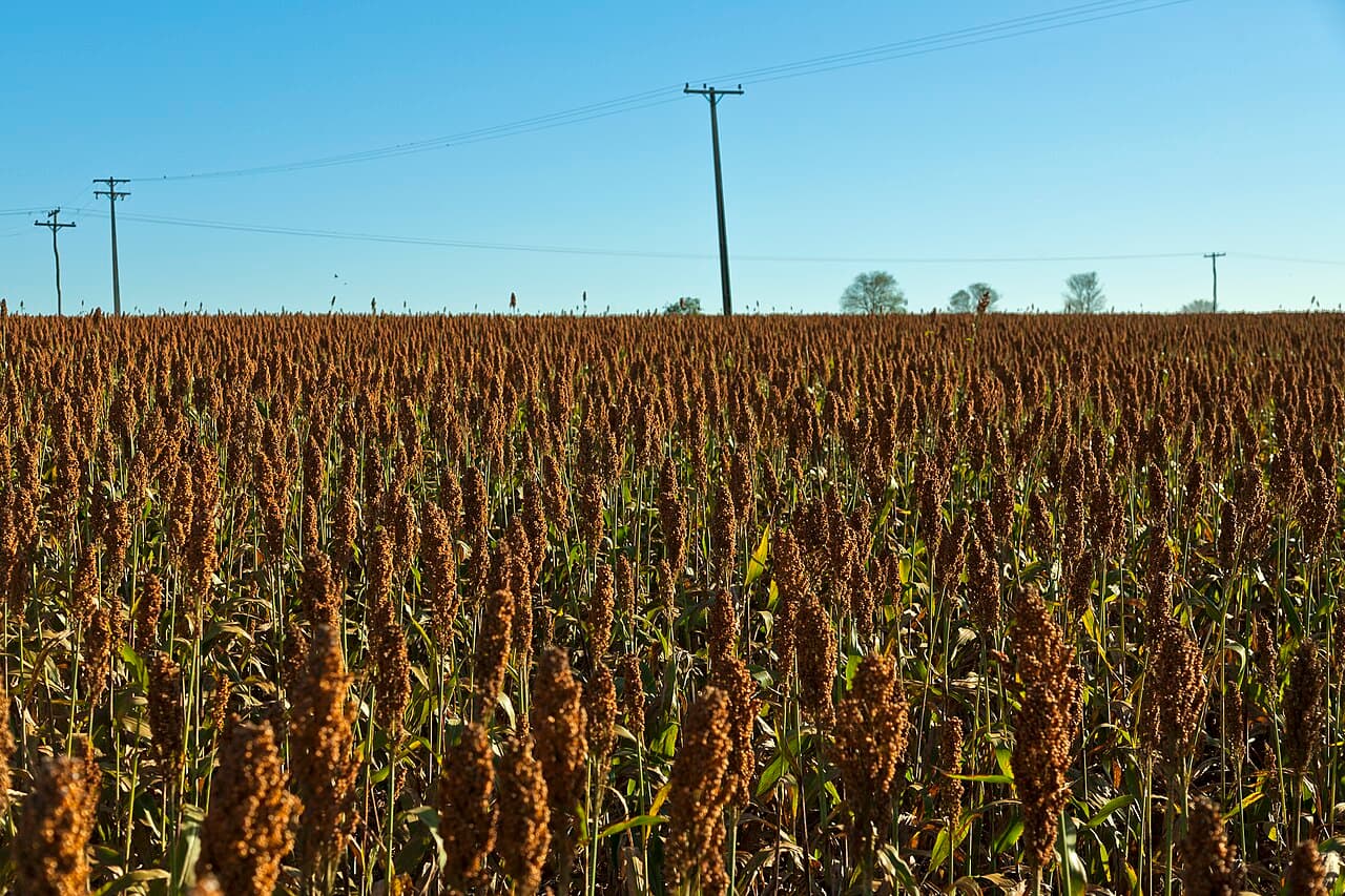 Lavoura de sorgo com panículas marrons maduras em primeiro plano, postes de energia e céu azul ao fundo