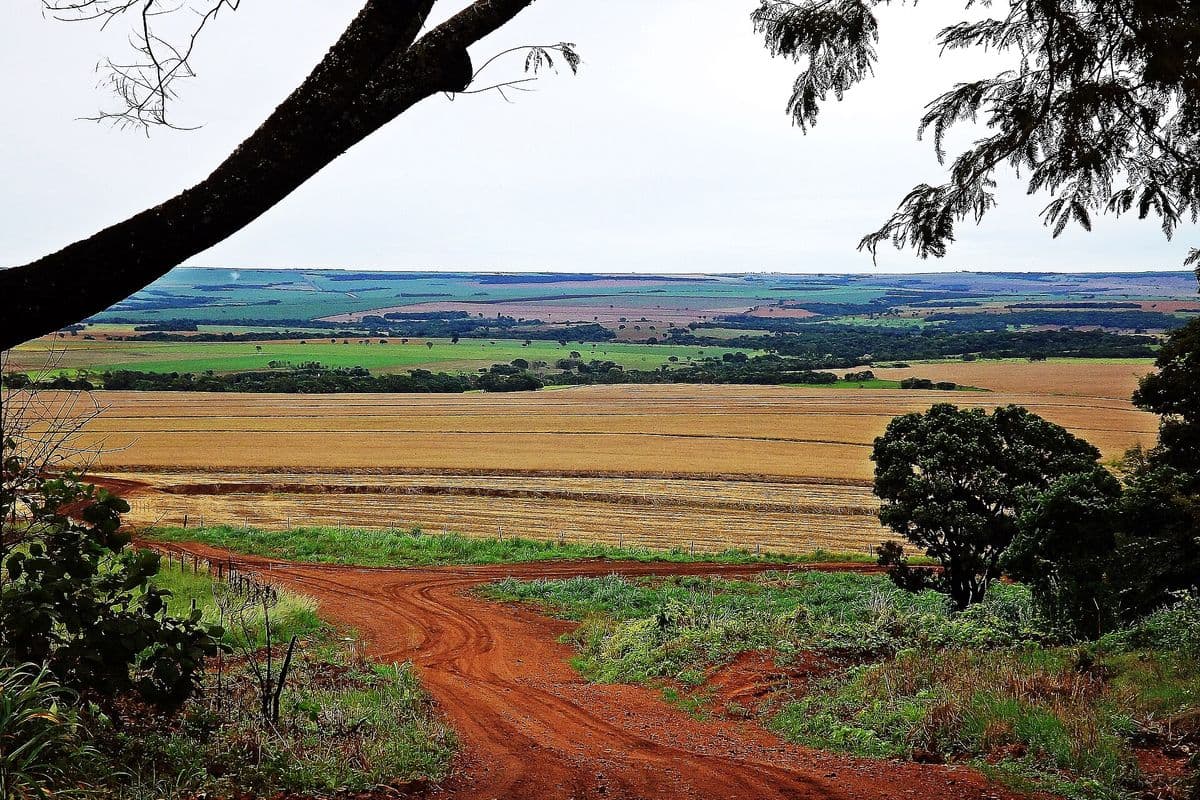 Estrada de terra vermelha leva a uma lavoura colhida, com talhões verdes e faixas de mata ao fundo, emoldurada por galhos de árvore