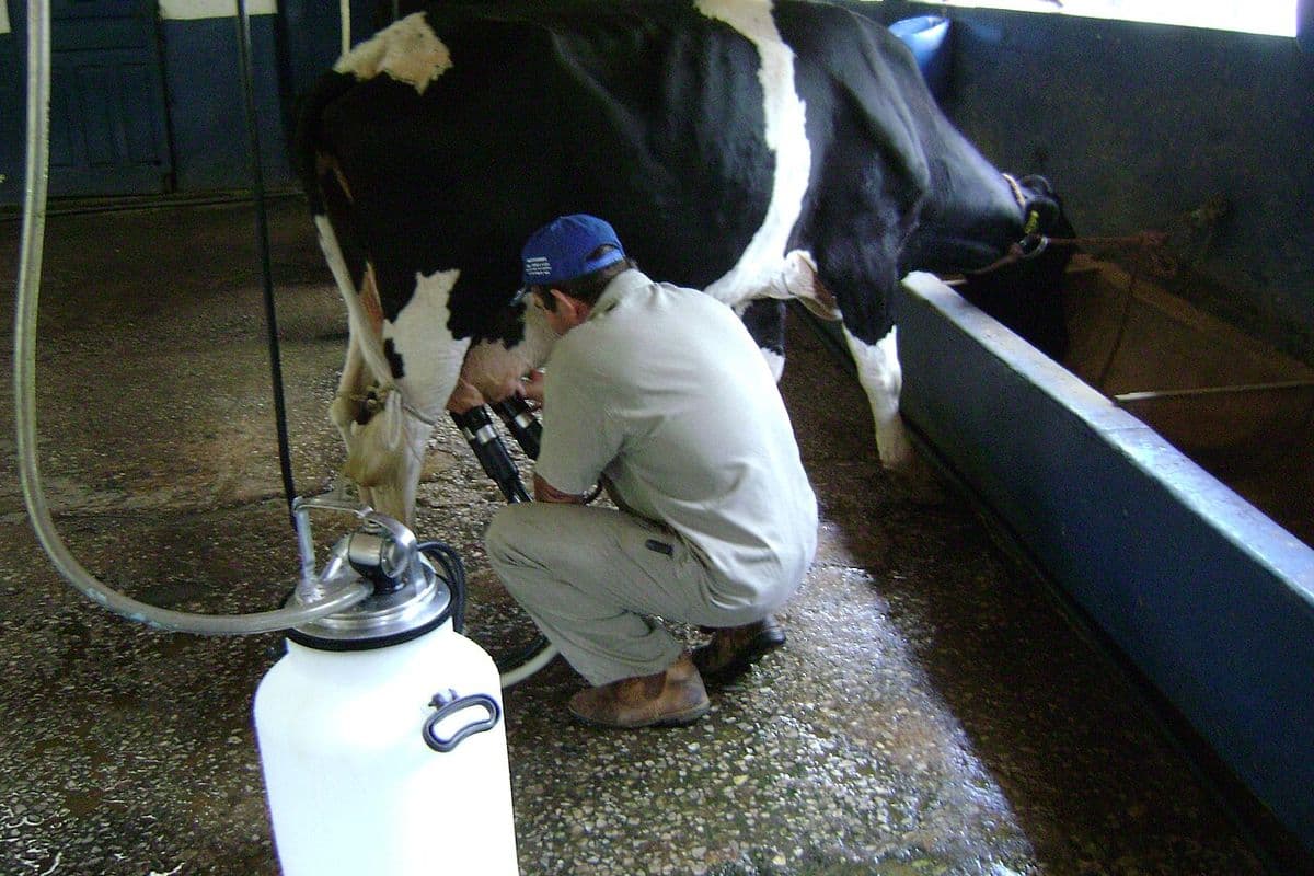 Trabalhador de boné azul agachado ao lado de uma vaca holandesa, encaixando as teteiras da ordenhadeira mecânica, com um latão branco em primeiro plano