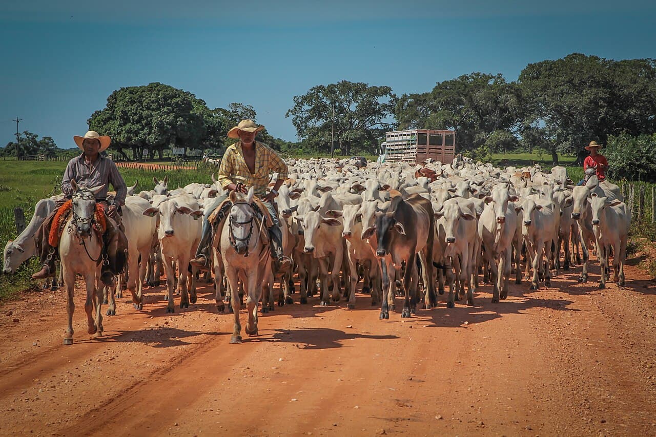 Dois peões a cavalo, de chapéu, conduzem uma grande boiada de nelore branco por estrada de terra vermelha, com um caminhão boiadeiro e árvores ao fundo