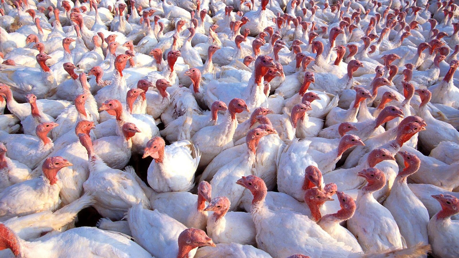 Centenas de perus brancos de cabeça vermelha aglomerados em um galpão de criação, vistos de perto.