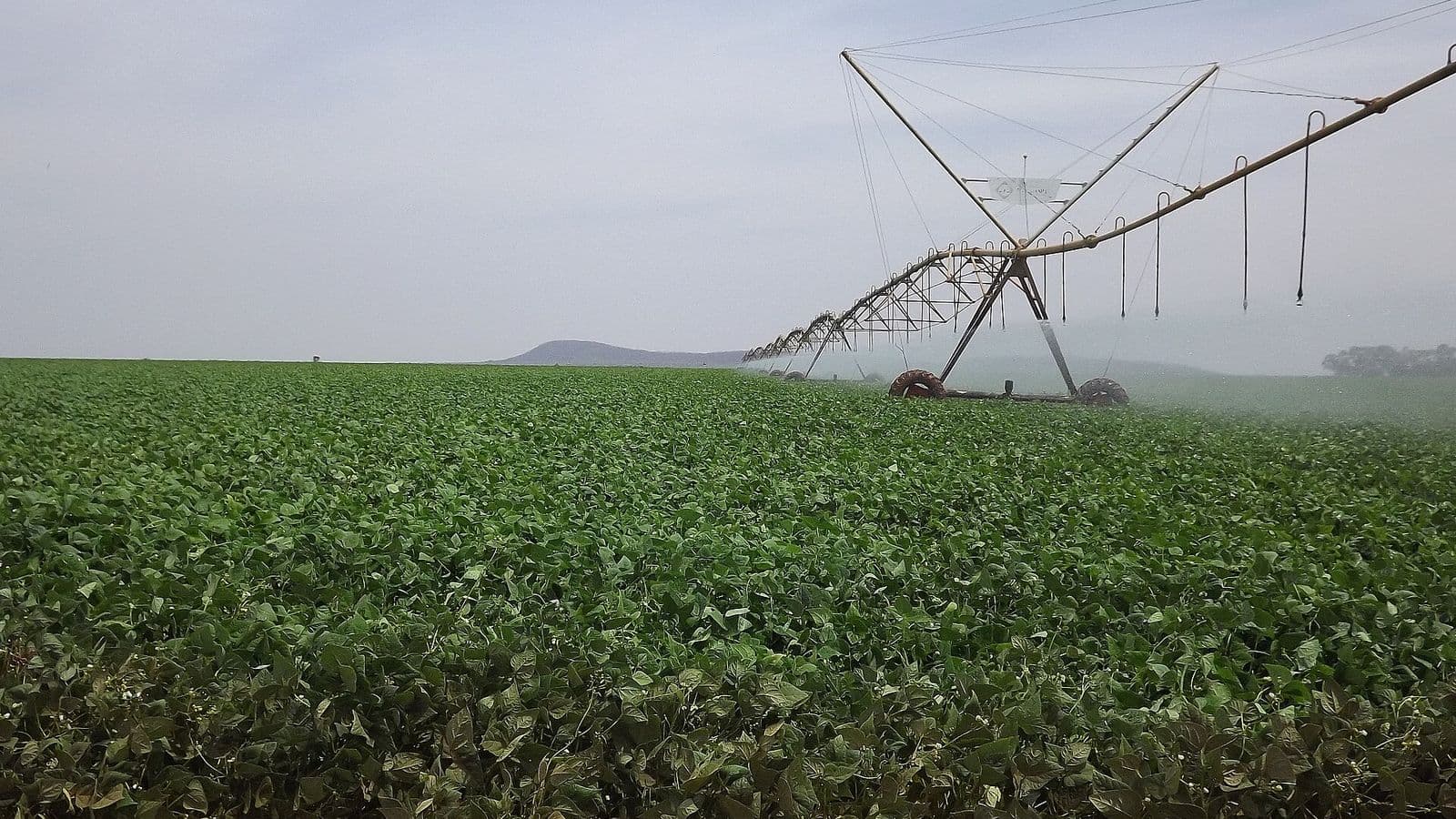 Pivô central em funcionamento sobre lavoura verde de feijão, com solo vermelho em primeiro plano e serra ao fundo