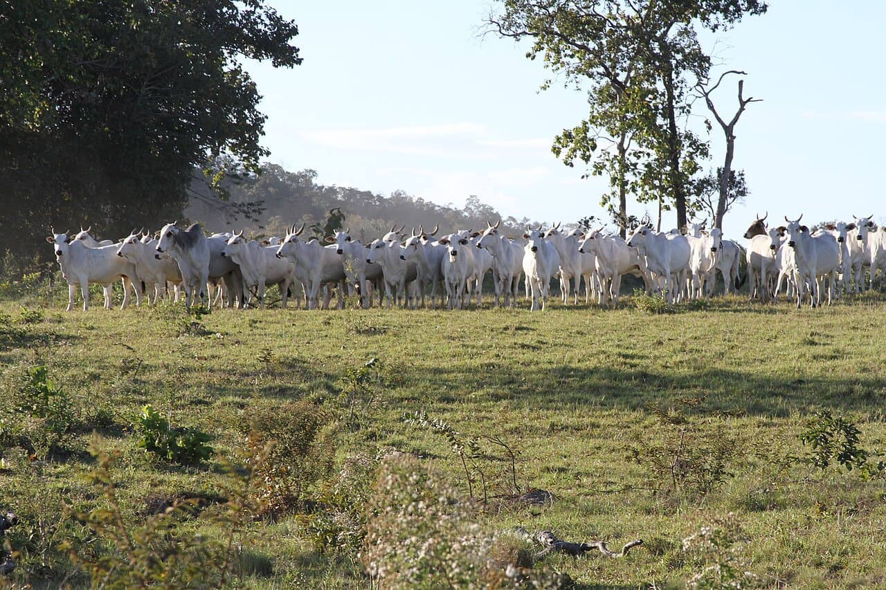 Rebanho de bois e vacas Nelore brancos, lado a lado em uma pastagem com árvores ao fundo, sob a luz do fim da tarde